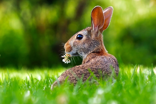 Das Bild zeigt einen Hasen auf einer grünen Wiese